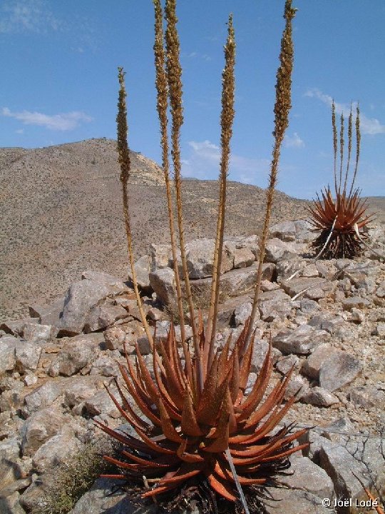 Aloe gariepensis, Umdaus, RSA ©JL Dscf3313